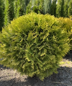 25
