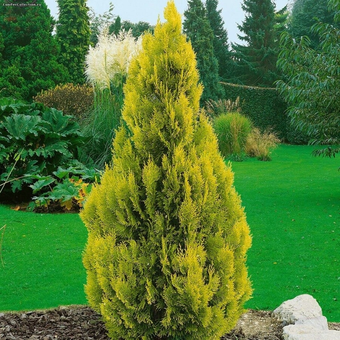 Туя западная Голден Смарагд (Golden Smaragd)