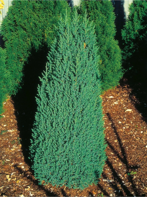 Китайский Стрикта (от лат. Juniperus ochimensis Stricta)