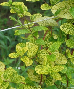 Жимолость японская Ауреоретикулата (Aureoreticulata)
