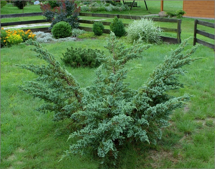 Чешуйчатый Мейери (Juniperus squamata Meyeri)