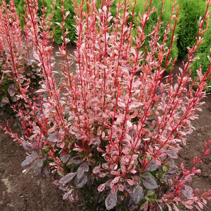 Пинк Атракшн (Pink Attractio) Пинк Атракшн (Pink Attractio)