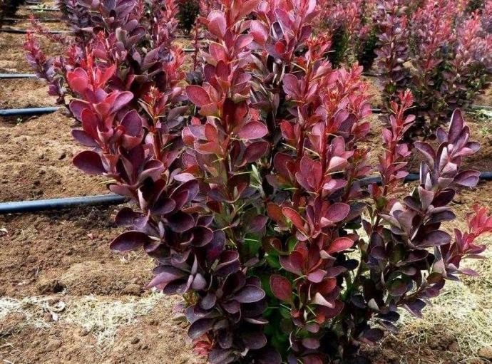 Ред Пиллар (Berberis thunbergii Red Pillar) Ред Пиллар (Berberis thunbergii Red Pillar)