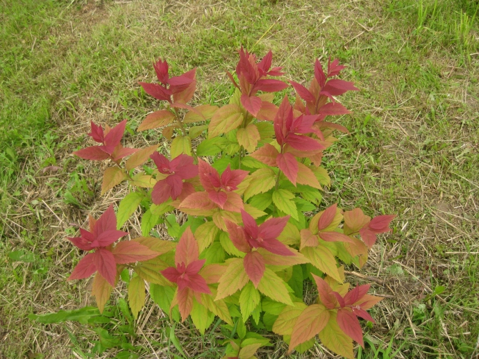 Макрофилла (Macrophylla)