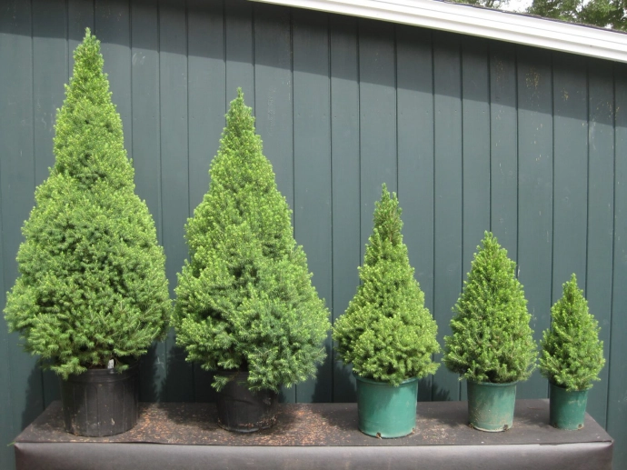 Канадская Ель Коника (Picea Canadensis Conica)