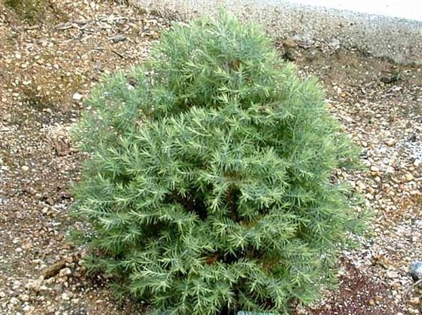 Туя Вересковидная (Ericoides), формированная