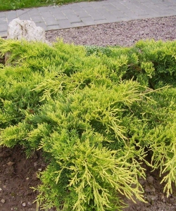 Средний, раскидистый Голд Кост (Juniperus media Gold Coast)