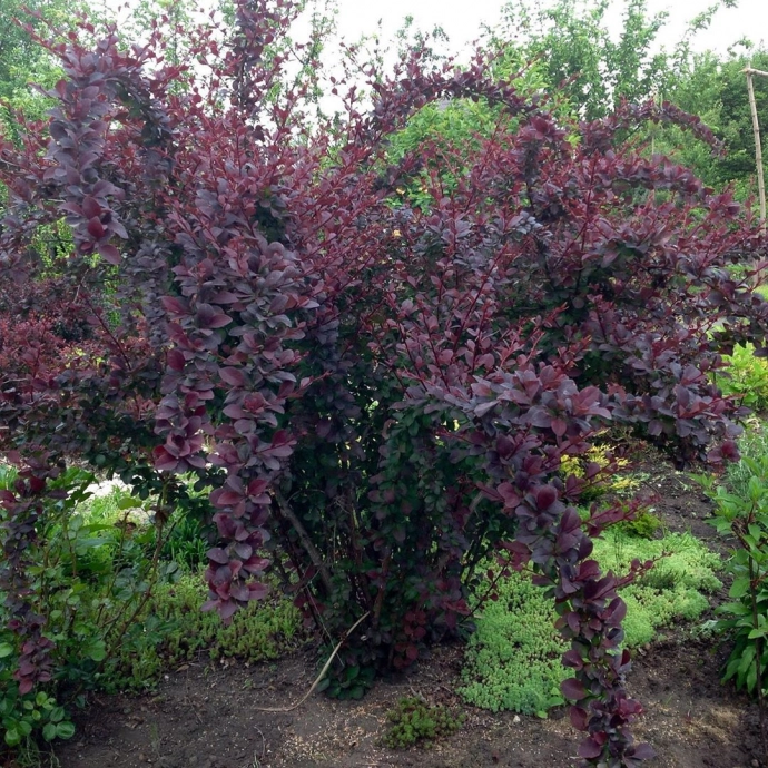Барбарис Оттавский (BERBERIS OTTAWENSIS)
