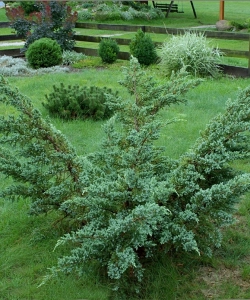 Чешуйчатый Мейери (Juniperus squamata Meyeri)