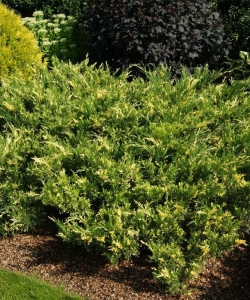 Казацкий Вариегата (Juniperus sabina Variegata)