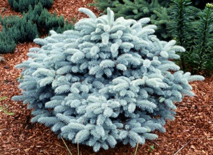 Ель голубая Глаука&nbsp; (Glauca)
