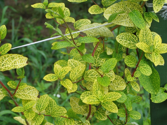 Жимолость японская Ауреоретикулата (Aureoreticulata)
