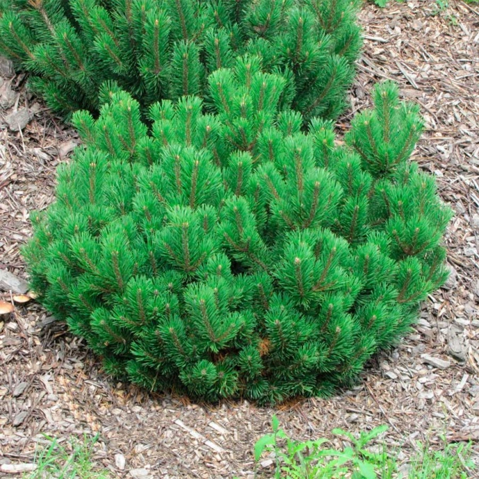Сосна горная Мугус&nbsp;(pinus mugu&nbsp;Mughus)