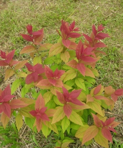 Макрофилла (Macrophylla)