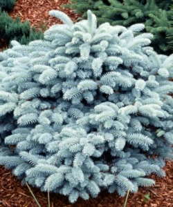 Ель голубая Глаука&nbsp; (Glauca)
