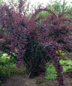 Барбарис Оттавский (BERBERIS OTTAWENSIS)