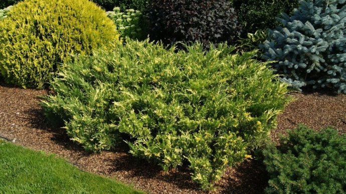 Казацкий Вариегата (Juniperus sabina Variegata) Казацкий Вариегата (Juniperus sabina Variegata)
