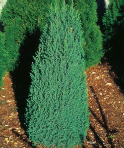 Китайский Стрикта (от лат. Juniperus ochimensis Stricta)