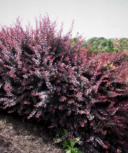 Атропурпуреа (Atropurpurea)