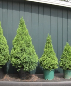 Канадская Ель Коника (Picea Canadensis Conica)