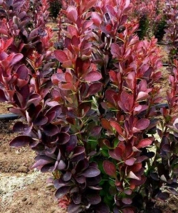 Ред&nbsp;Пиллар&nbsp;(Berberis thunbergii&nbsp;Red&nbsp;Pillar)
