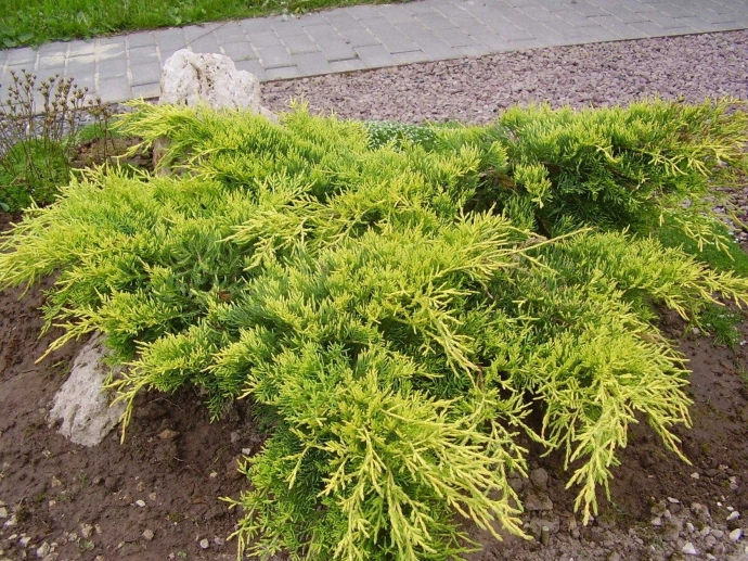 Средний, раскидистый Голд Кост (Juniperus media Gold Coast)