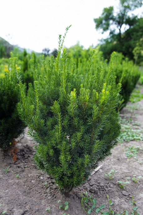 Тис Хилли
