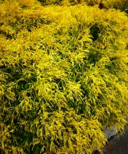 Средний&nbsp;Кинг оф Спринг (Juniperus&nbsp;x media&nbsp;King&nbsp;of&nbsp;Spring)