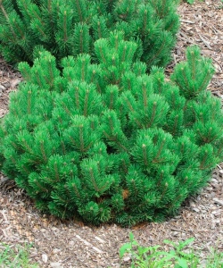 Сосна горная Мугус&nbsp;(pinus mugu&nbsp;Mughus)