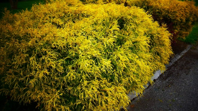 Средний Кинг оф Спринг (Juniperus x media King of Spring) Средний Кинг оф Спринг (Juniperus x media King of Spring)