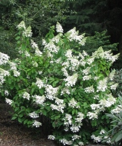 Гортензия метельчатая Левана (hydrangea paniculata levana)