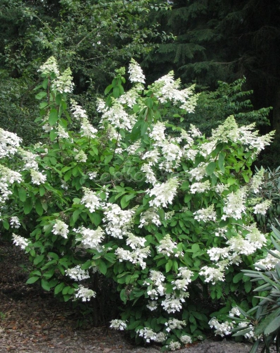Гортензия метельчатая Левана (hydrangea paniculata levana)