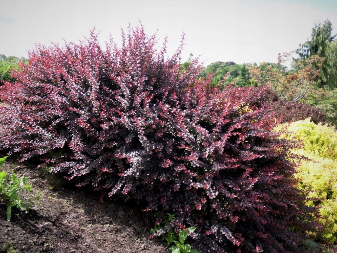 Атропурпуреа (Atropurpurea)